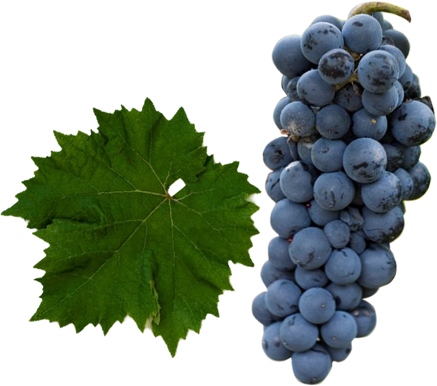 Cabernet Jura