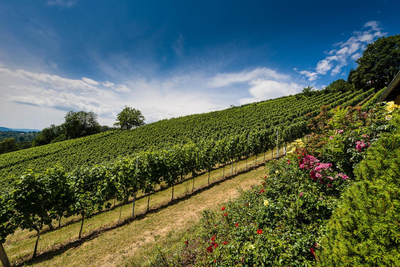 Weingut Malat